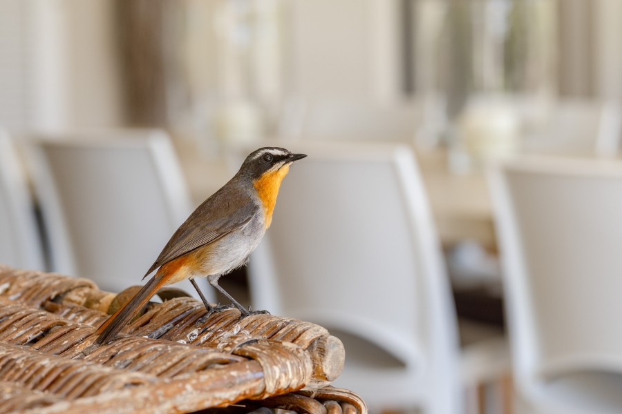 7 Bedroom Property for Sale in Goose Valley Western Cape